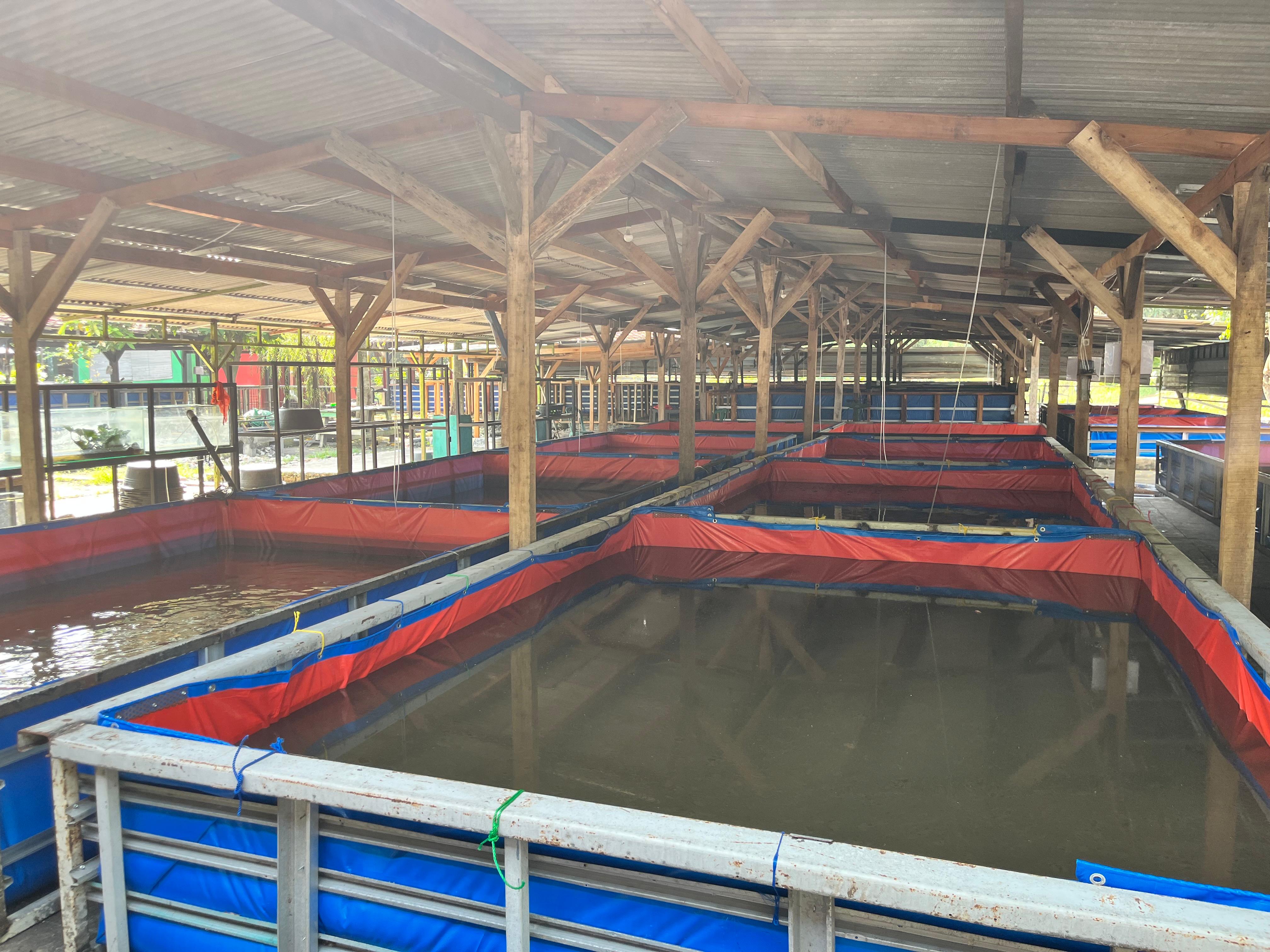 Support Peralatan Usaha UMKM Budidaya Lele Taman Limo Desa Jatiwangi